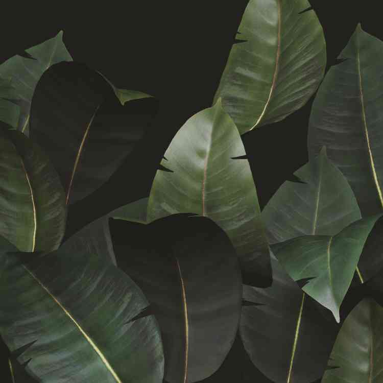 Zamia from Wall&decoat Pure Interiors 