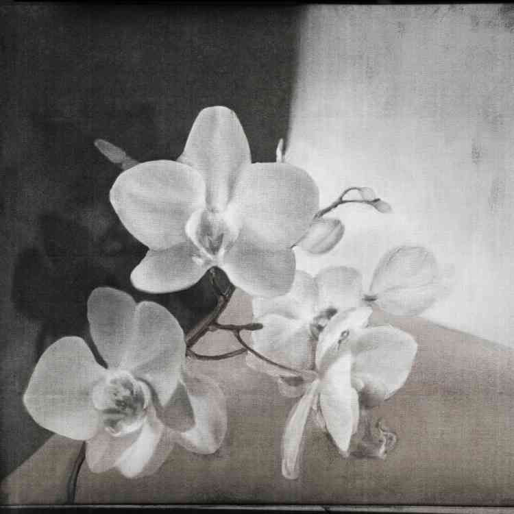 Lyric from Wall&decoat Pure Interiors 