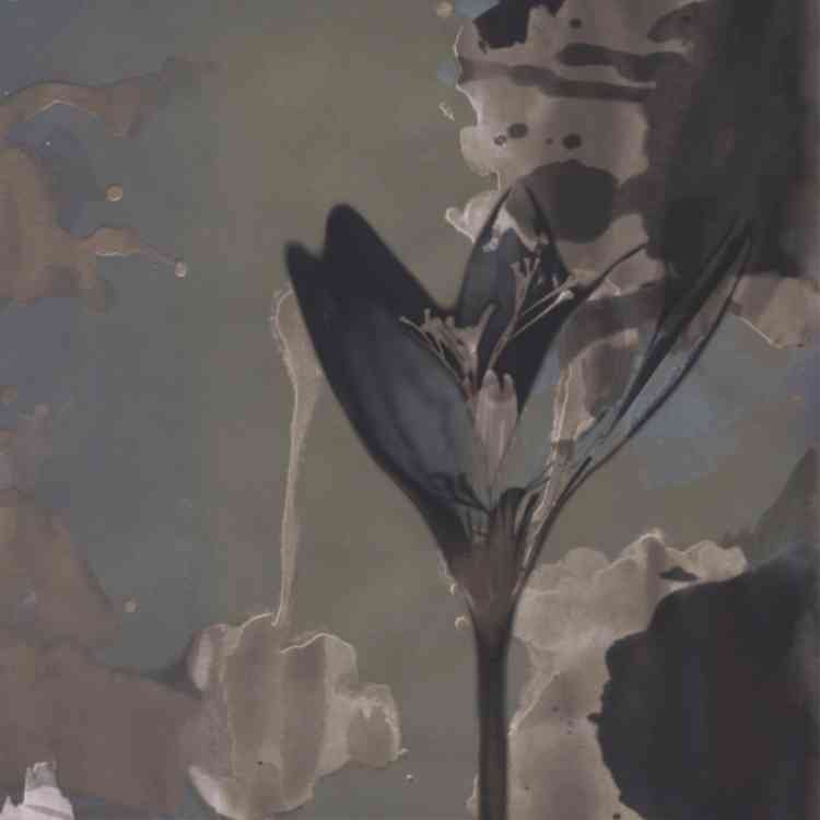 Delilah from Wall&decoat Pure Interiors 