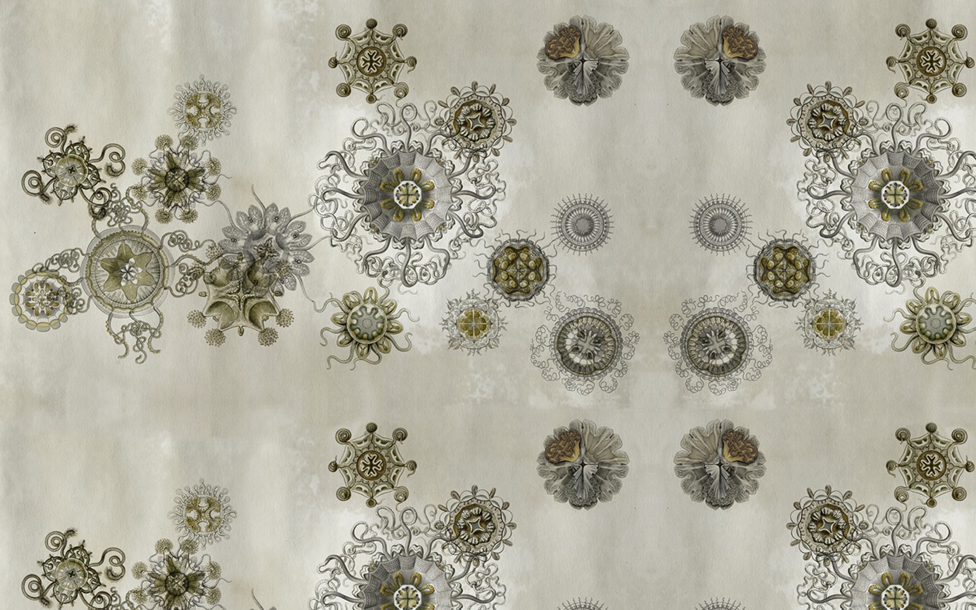Medusae. Wallpaper - Outdoor/Wet from Wall&deco at Pure Interiors
